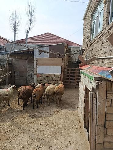 qoyun boğaz: Erkəy quzular — 2