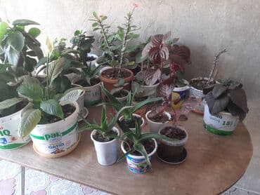 Buket güllər: Güllər satılır. Böyük 4 manat kiçikler 2 manat.unvan zığ qesebesi — 3