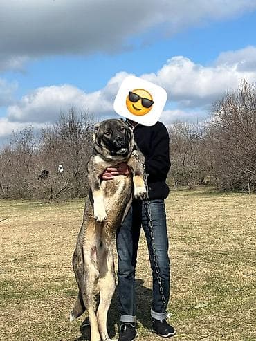 qala sortu qoyunlar: Qurdbasar, Erkek — 1