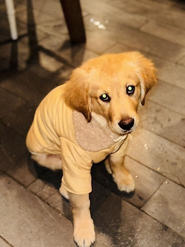 Pişiklər: Retriever, 4 ay, Dişi, Peyvəndli — 6