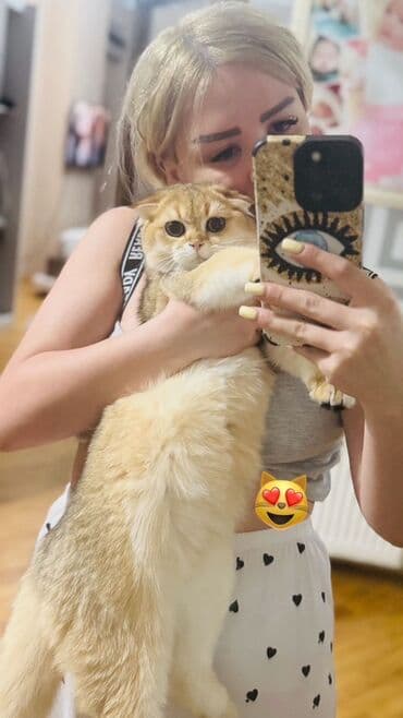 cutles: Şotland yastı qulaq, Erkək, Cütləşmə üçün — 3