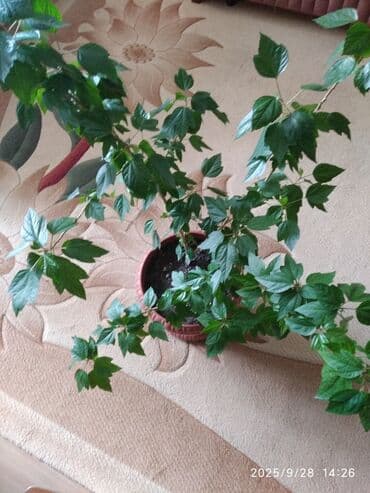 продажа комнатных растений: Çin qızılgülü — 6