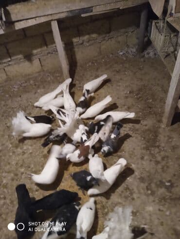 geref quşu: Super göyərçinlər bu yay 7-8 saat uçan Dəniz qırağında gecədən — 7