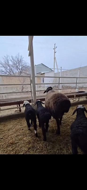 cins atlar: Uc balali qoyun ikinci dafa dogub balalardan biri erkək ikisi disidi — 6
