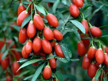 xiyar şitili: Goji giləmeyvəsi ştili (Lycium barbarum) 1 və 2 illik goji kolları — 4