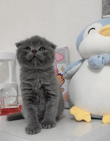 pisik itib: Şotland yastı qulaq — 2