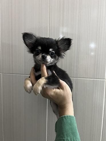 alpin teke: Çixuahua, 3 ay, Erkek, Peyvəndli, Ödənişli çatdırılma — 6