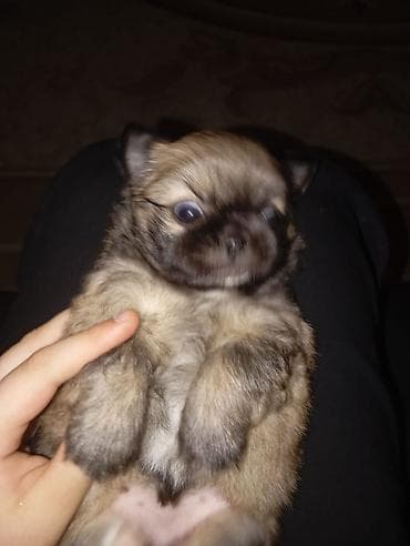 it wekilleri: Pekines, 1 ay, Dişi — 3