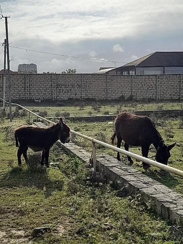 ucuz itlər: Salam Eşşək satılır Süd verən Eşşəkdir Balası ilə birlikdə satılır — 1