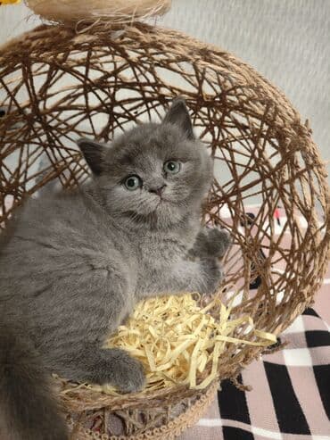 pişiklər üçün bit dərmanı: Шотландская, Самец, В добрые руки, Самовывоз — 2