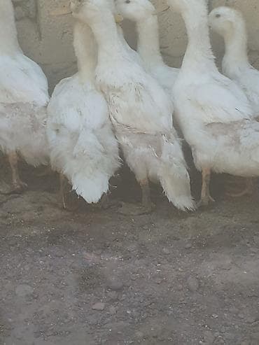 Pekin ordekler 7 dene 2 aylig. biri 6 manat. 055. 880. 85. 29. unvan