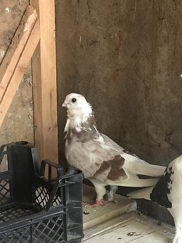 satılan atlar: Bango maya cute hazir yumurtlamagina soz ola bilmez .erkeyin pisik — 1