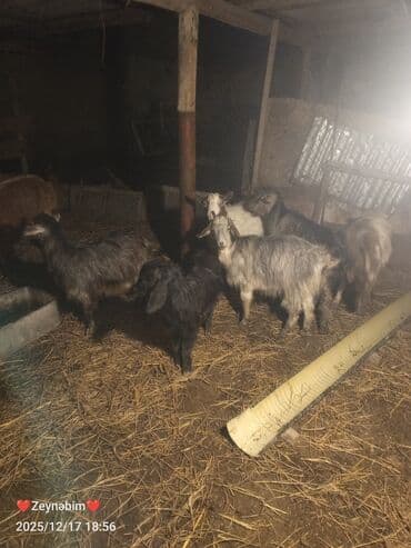 Inəklər, öküzlər: 7 bas disi damazliga yararli elde saxlanan tam saglam keci cepis — 7