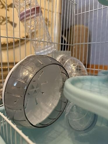 hamster near me: Djungar ucun qefes boyuk her seyi var ideal veziye — 2