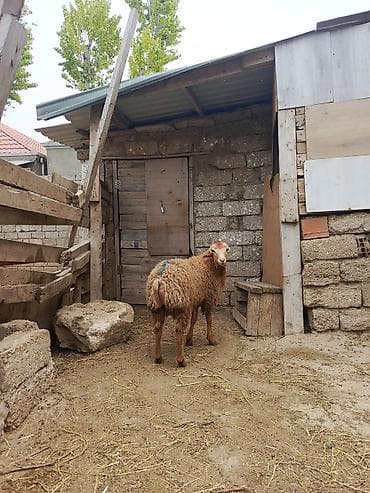 yem satisi: Erkəy toğlu satilir qurban kəsməyə yarayır — 2