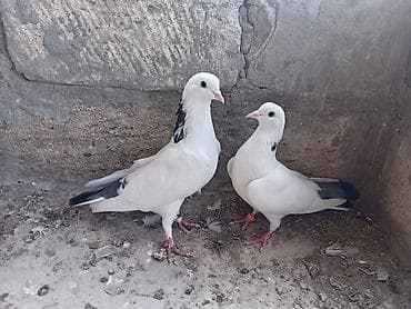 ev quşları haqqında melumat: Goyboyun goyquyruglar hazır cut altdarında yumurtası var onuda deyimki — 2