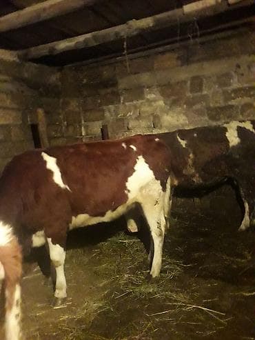 Inəklər, öküzlər: Dişi, il: 2, Südlük — 2