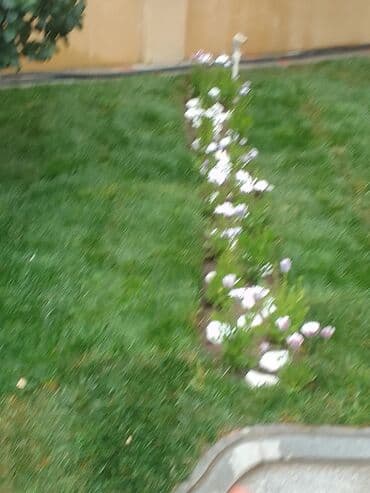 ищу работу садовник на дачу: Salam bağ evlərində, Abyektlərdə parklarda bağban xidməti görülür — 8