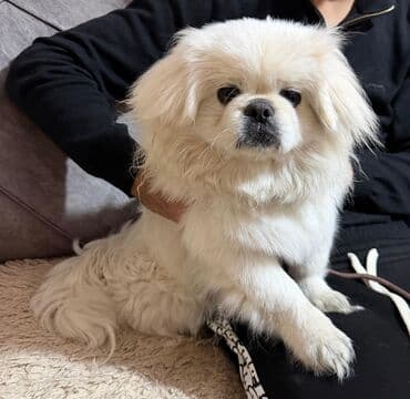 pekines balalari: Pekines, 6 ay, Erkek, Ünvandan götürmə — 1