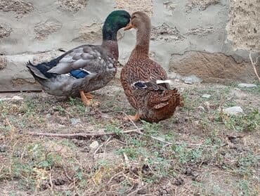 ruan ordək: Məhsul: Ördək cütü - Növ: RUAN ördəkləri, bir erkək (yaşıl parlaq — 3