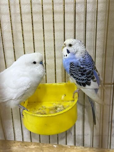 попугай ара цена: Biri erkək biri dişidir. Qəfəs satılmır.Real alıcıya endirim olunacaq — 3