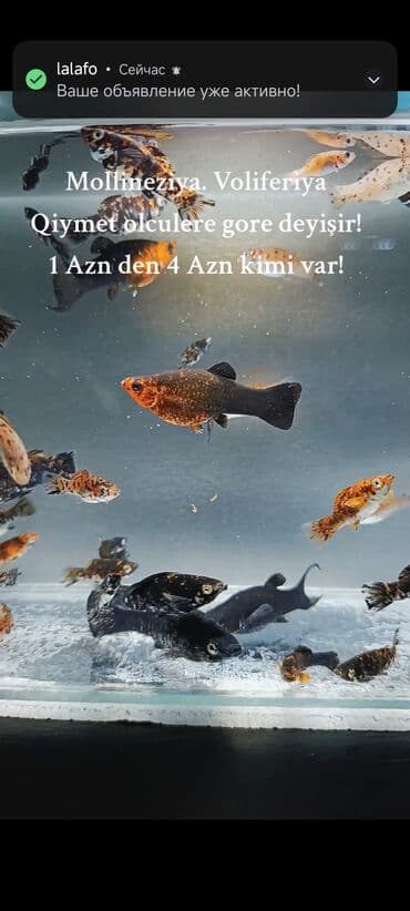 oskar balığı: Molinezi, Sülhsevər, Ünvandan götürmə, Ödənişli çatdırılma — 4