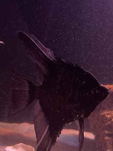 Аквариумные аксессуары и принадлежности: 3ədəd var tam sağlam balığlardı iri ölçüdədir,qiymət 1ədədə ayıtdır — 1