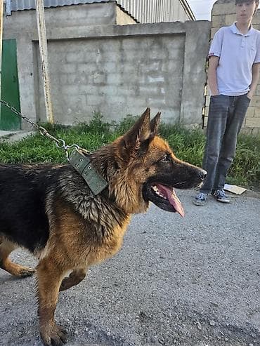 tovuz qusu yumurtasi: Alman çoban iti, 11 ay, Dişi, Ünvandan götürmə — 1