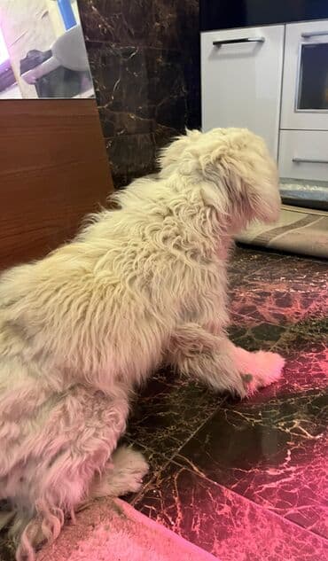 sahibsiz itlər: Pudel, 8 ay, Dişi, Sənədli, Ünvandan götürmə — 2