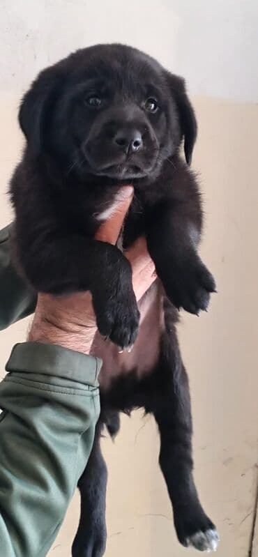 qurban bayrami sekiller: 1 ay, Erkek, Ünvandan götürmə — 1