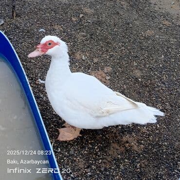 mirvari ordək: Erkək, | Lal ördək, Damazlıq — 4