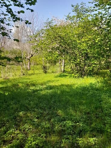 аренда и продажа недвижимости: 30 sot, Kənd təsərrüfatı, Mülkiyyətçi, Kupça (Çıxarış) — 3