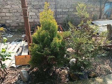 Tinglər: Satılır: dekorativ bağ bitkiləri (şam ağacı və gül kolları) optovoy — 4