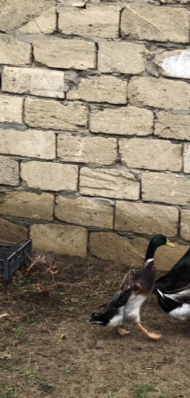 rakuşka satışı: Saxlama üçün hind toyuğu deyil – yerli ördəklər satılır. Pinqivinq — 3