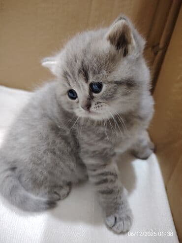 İtlər: Boz rəngli balaca pişiklər – yumşaq tüklü, iri qara gözlü, qısa — 6