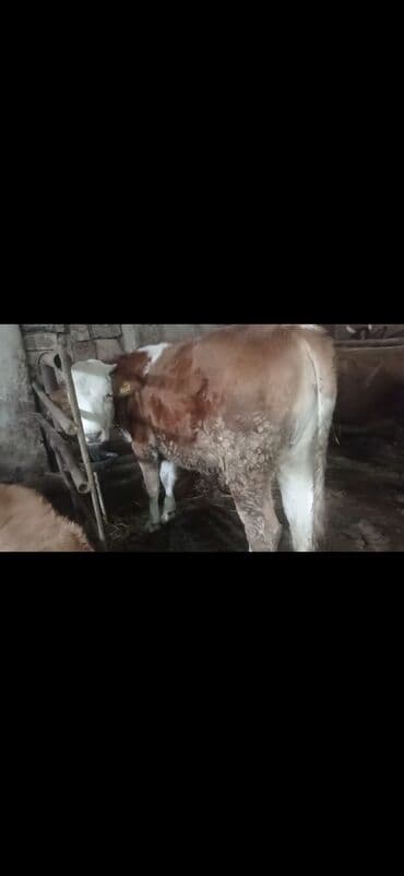 yerli ördək: Dana, buzov, Dişi, Simental, ay: 2, 130 kq, Damazlıq — 6