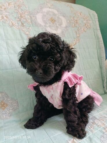 щенки купить: Пудель, 2 месяца, С прививками, Самовывоз — 4