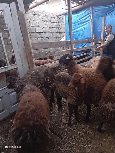 Digər heyvanlar: Qoyun sürüsü – yerli ətlik/yunlu tip - Rəng: tünd qəhvəyi və qara — 2