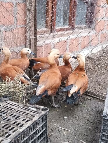 qara avstrolop: Ruddy Shelduck (qızılağ dərisi) ördəkləri – dekorativ və faydalı — 3