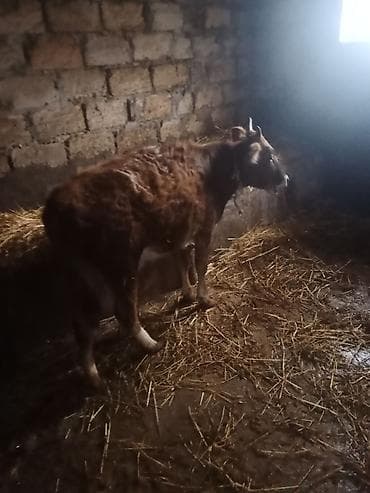 Digər heyvanlar: 8 yin dügesdi ciddi şexsler zeng vurun 830 mantı deliş qimeti hevan — 6