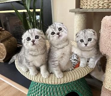 Digər heyvanlar: Britan — 2