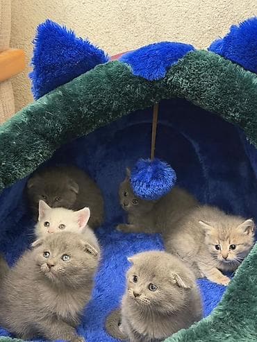 Животные: Британская, В добрые руки, Самовывоз — 2