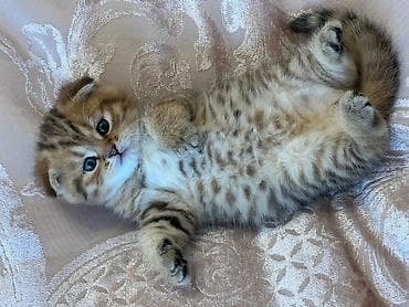 pisik geyimleri: Şotland, Erkək, Dişi, Yaxşı əllərə, Ünvandan götürmə, Pulsuz çatdırılma, Ödənişli çatdırılma — 2