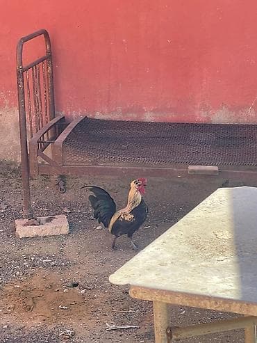 Птицы: 3 erkey 1 dişi — 1