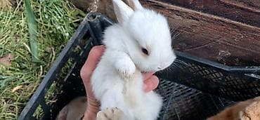 cuce satilir: Dovşan balaları satılır 5 manatdan başlayır qiymətləri. ölçüsünə və — 4