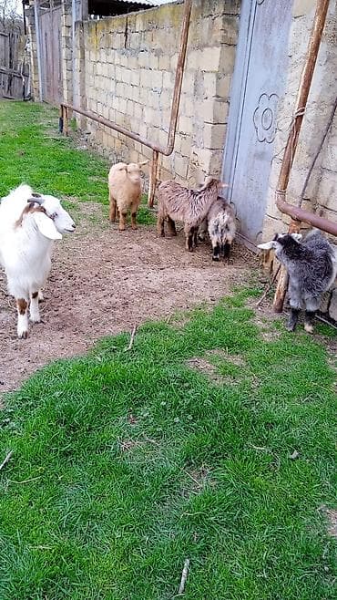 Pişiklər: Salam cebişler 3 ayliqdilar 110 manat heleb birinci qarına doğacaq — 4