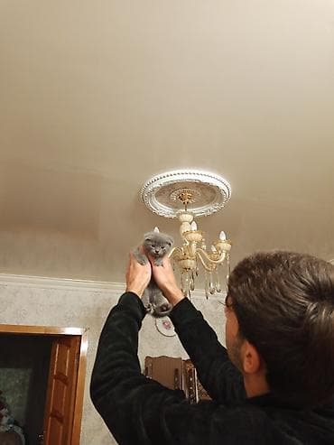 gencede it satisi: Şotland, Yaxşı əllərə — 4