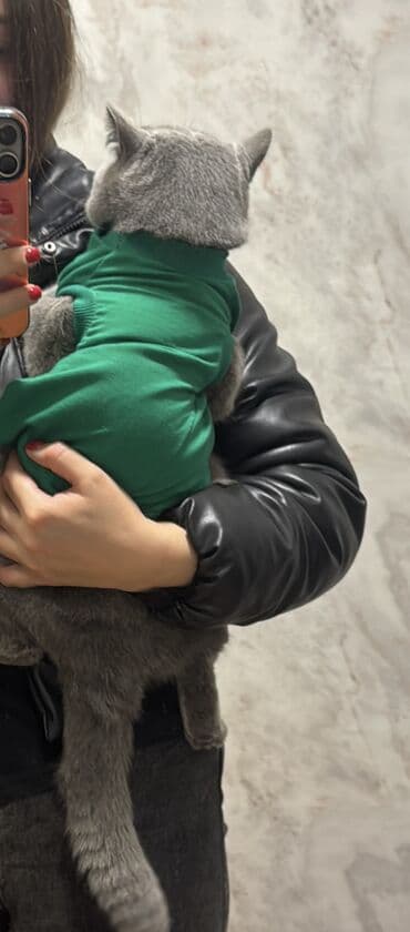 британская голубая кошка: Британская, Самец — 4