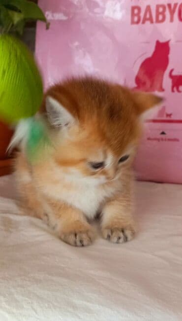 pişik tasma: Britan, Dişi, Yaxşı əllərə, Ünvandan götürmə — 4