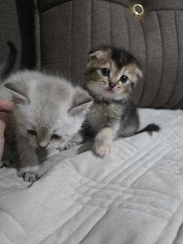 piwik sekilleri: Şotland — 1